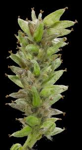 Attēlu rezultāti vaicājumam “Saelania glaucescens”