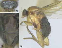 Attēlu rezultāti vaicājumam “Phoridae”