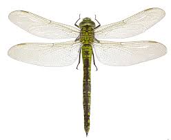 Attēlu rezultāti vaicājumam “Aeshna viridis”