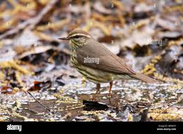 Image result for Seiurus noveboracensis