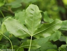 Attēlu rezultāti vaicājumam “Laburnum alpinum leaf”
