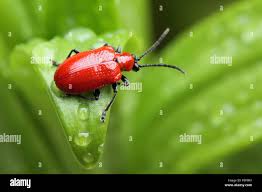 Attēlu rezultāti vaicājumam “Lilioceris lilii”