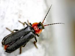 Attēlu rezultāti vaicājumam “Cantharis fusca”