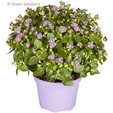 Image result for Exacum affine