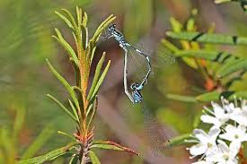 Attēlu rezultāti vaicājumam “Coenagrion pulchellum male”