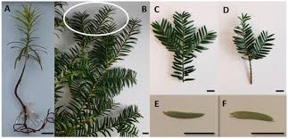 Attēlu rezultāti vaicājumam “Taxus baccata leaf”