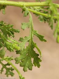 Attēlu rezultāti vaicājumam “Senecio viscosus fruit”