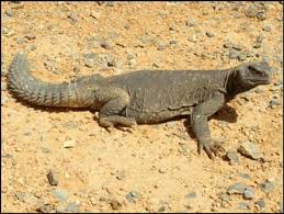 Image result for Reptilian egypt