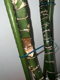 Attēlu rezultāti vaicājumam “Diachea muscorum stalked”