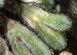 Attēlu rezultāti vaicājumam “Riccia”