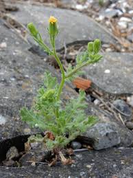 Attēlu rezultāti vaicājumam “Senecio viscosus flower”