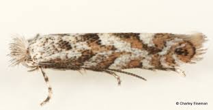 Attēlu rezultāti vaicājumam “Phyllonorycter apparella”