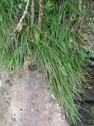 Attēlu rezultāti vaicājumam “Poa remota bud”