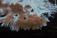 Attēlu rezultāti vaicājumam “Hydnocristella himantia”