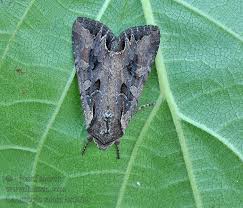 Attēlu rezultāti vaicājumam “Lacanobia suasa”