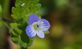 Attēlu rezultāti vaicājumam “Veronica arvensis”