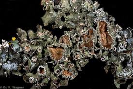 Attēlu rezultāti vaicājumam “Pleurosticta acetabulum”