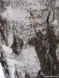 Attēlu rezultāti vaicājumam “Scolytus ratzeburgi”