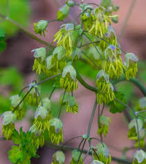 Attēlu rezultāti vaicājumam “Thalictrum”