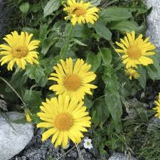 Attēlu rezultāti vaicājumam “Arnica montana”