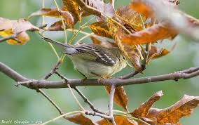 Image result for Dendroica striata