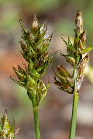 Attēlu rezultāti vaicājumam “Carex globularis flower”