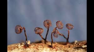 Attēlu rezultāti vaicājumam “Cribraria cancellata stalked”