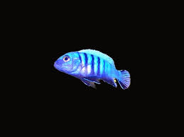 Risultati immagini per cynotilapia pulpican