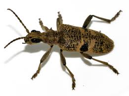 Attēlu rezultāti vaicājumam “Rhagium mordax”