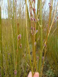 Attēlu rezultāti vaicājumam “Salix daphnoides subsp. acutifolia”