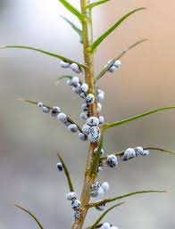 Attēlu rezultāti vaicājumam “Didymium melanospermum macro”