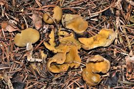 Attēlu rezultāti vaicājumam “Sowerbyella radiculata”