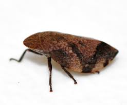 Attēlu rezultāti vaicājumam “Lepyronia coleoptrata”