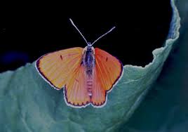 Attēlu rezultāti vaicājumam “Lycaena dispar underside”
