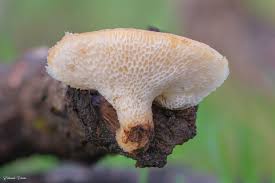 Attēlu rezultāti vaicājumam “Polyporus tuberaster”