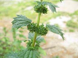 Attēlu rezultāti vaicājumam “Urtica urens”