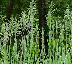 Attēlu rezultāti vaicājumam “Bromopsis inermis leaf”