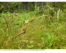 Attēlu rezultāti vaicājumam “Carex disperma”