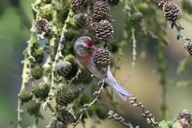 Attēlu rezultāti vaicājumam “Carduelis flammea male”