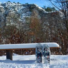Attēlu rezultāti vaicājumam “Physarum gravidum stalked”