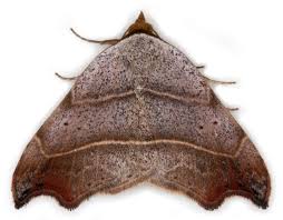 Attēlu rezultāti vaicājumam “Laspeyria flexula”