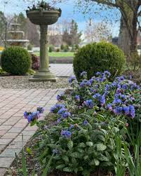 Attēlu rezultāti vaicājumam “Pulmonaria angustifolia flower”