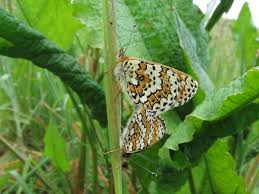 Attēlu rezultāti vaicājumam “Melitaea cinxia upperside”