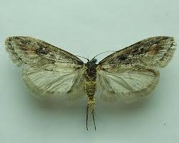 Attēlu rezultāti vaicājumam “Semioscopis oculella”