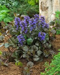 Attēlu rezultāti vaicājumam “Ajuga reptans flower”