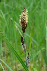 Attēlu rezultāti vaicājumam “Carex acutiformis flower”