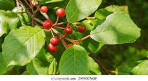 Attēlu rezultāti vaicājumam “Frangula alnus fruit”