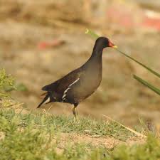 Attēlu rezultāti vaicājumam “Gallinula chloropus”