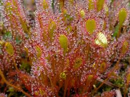 Attēlu rezultāti vaicājumam “Drosera x obovata leaf”