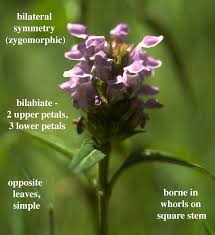 Attēlu rezultāti vaicājumam “Labiatae”